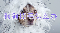 宠物训练-训狗教程Dog Training